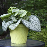 Jack of Diamonds Heartleaf Brunnera
