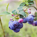 Bluecrop Highbush Blueberry