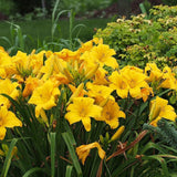 Buttered Popcorn Daylily