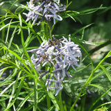 Threadleaf Blue Star, Arkansas Blue Star