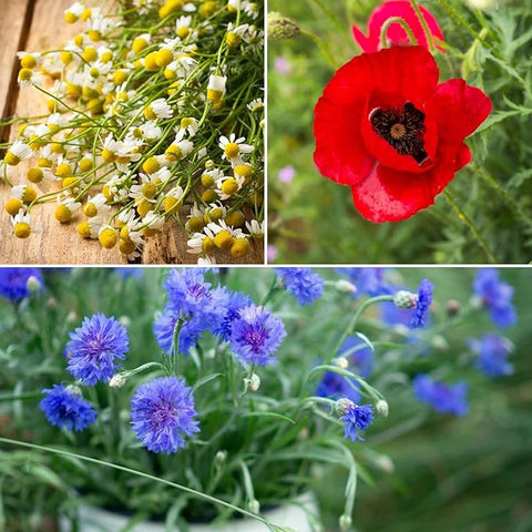 Eden Brothers Field of Dreams Flower Mixed Seeds for Planting, 5 lb, 2 –  Grow It Depot
