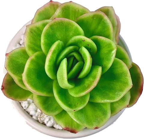 bare rooted succulents FWPP Succulents Plants Live,Echeveria ice Rose Variegated 3.5 inches G –  Grow It Depot
