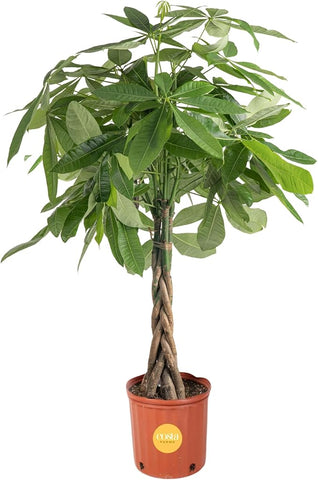 money tree large plant Costa Farms Money Tree, Large, Live Indoor Plant, Easy to Grow Pachira – Grow It Depot