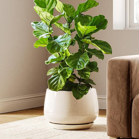 LE TAUCI Ceramic Planters, 12 Inch Pots for Plants, Indoor Plant Pots   Grow It Depot
