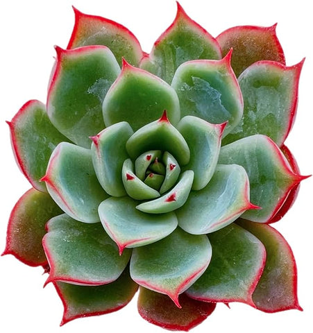 rare succulents live plants 2" Rare Succulent Echeveria 'Yeon-Deung', Live Succulents Plants Fully – Grow It Depot