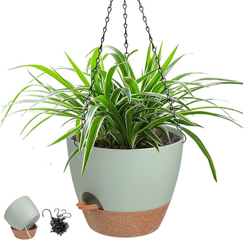 bloomscape philodendron heartleaf Sweetheart Philodendron Hanging Basket - Live Plant in an 8 Inch Hanging Basket - Philodendron Cordatum main image 1