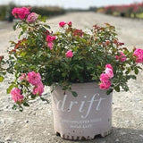 Sweet Drift® Rose