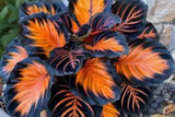 Sunburst Calathea Seeds – 25 Tropical Houseplant Seeds – USA Grown –  – Easy Care – Striking Foliage – Indoor Garden