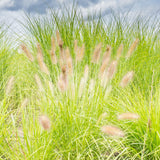 Lumen Gold™ Fountain Grass