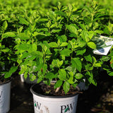 Proven Winners® Limelight® Hydrangea