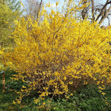 Lynwood Gold Forsythia
