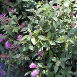 Little Princess Spirea
