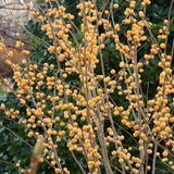 Berry Heavy® Gold Winterberry