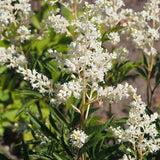 Vision in White Chinese Astilbe