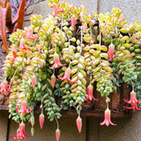 3 Unrooted Cotyledon Pendens Succulent Cuttings – Rare Cliff Cotyledon Trailing Plant for Hanging Baskets, Terrariums, Propagation