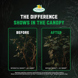 B.C. Grow — before and after comparison