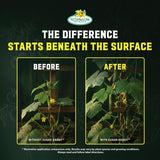 Technaflora SugarDaddy — before and after comparison