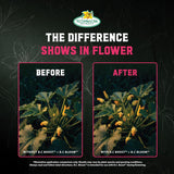 B.C. Bloom — before and after comparison