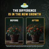 B.C. Boost — before and after comparison
