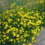 Zagreb Threadleaf Tickseed