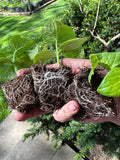 Seedling & Propagation Mix