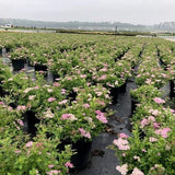Little Princess Spirea