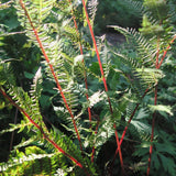Lady in Red Fern, Northern Lady Fern