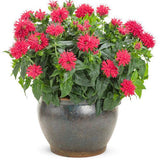 Pardon My Cerise Bee Balm