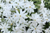 Snowflake Creeping Phlox Seeds - 100 White Ground Cover Seeds - USA Grown -  - Drought Tolerant - Butterfly Garden - Perennial