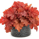 Primo® Peachberry Ice Heuchera
