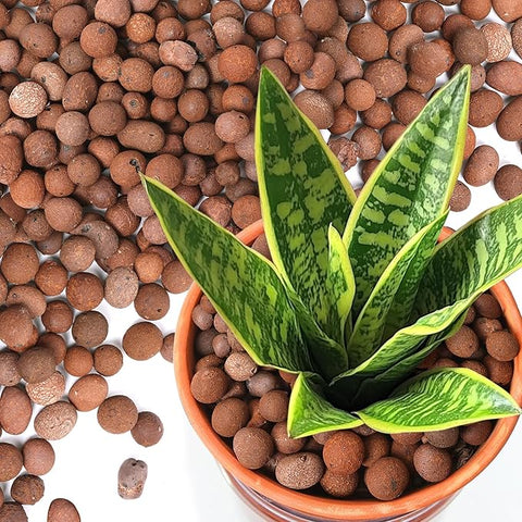 indoor plants with pebbles T4U Leca Clay Pebbles for Plants, 4 LBS 10-20 mm Clay Balls for Indoor – Grow It Depot