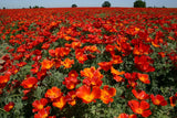 Red Chief California Poppy Seeds | Vibrant Red-Orange Blooms | Drought Tolerant | Attracts Pollinators | 65 Days |