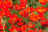 Red Chief California Poppy Seeds | Vibrant Red-Orange Blooms | Drought Tolerant | Attracts Pollinators | 65 Days |