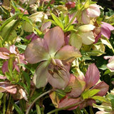 Royal Heritage™ Strain Lenten Rose