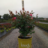 Double Pink Knock Out® Rose