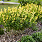 Decadence® Lemon Meringue Baptisia