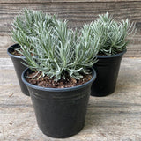 Phenomenal® Lavender, Lavadin