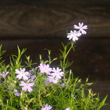 Emerald Blue Creeping Phlox