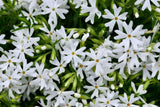 Snowflake Creeping Phlox Seeds - 100 White Ground Cover Seeds - USA Grown -  - Drought Tolerant - Butterfly Garden - Perennial