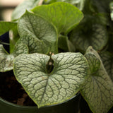 Jack Frost Siberian Bugloss