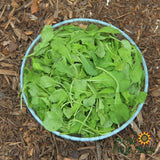 Seeds - Sow True Seed