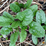 Seeds - Sow True Seed