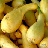 Seeds - Sow True Seed