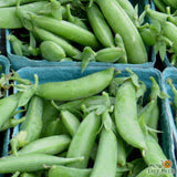 Seeds - Sow True Seed