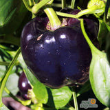 Seeds - Sow True Seed