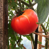Seeds - Sow True Seed