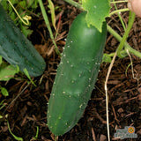 Seeds - Sow True Seed