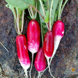 Seeds - Sow True Seed