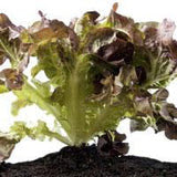 Seeds - Sow True Seed
