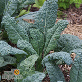 Seeds - Sow True Seed